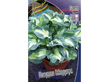 Hosta Golden Meadows 254,4�. �� 2 ��.jpg