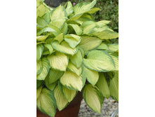 Hosta Gold Standard 181,5 �. �� 5 ��.jpg