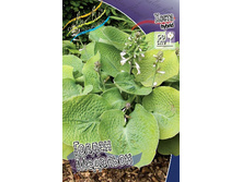 Hosta Golden Medalion 175,4 �. �� 3 ��.jpg