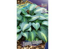 Hosta Grand Marquee 412,3�. �� 3 ��.jpg