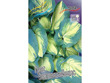 Hosta Great Expectations 278,7 �. �� 2 ��.jpg