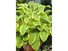 Hosta Golden Tiara 187,5�. �� 5 ��.jpg