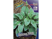 Hosta Frosted Jade 242,2 �. �� 5 ��.jpg