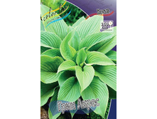 Hosta Green Acres 303�. �� 2 ��.jpg
