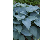Hosta Halcyon 254,4 �. �� 2 ��.jpg
