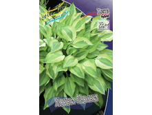 Hosta Hanky Panky 351,5 �. �� 2 ��.jpg