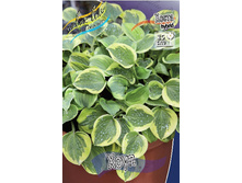 Hosta Hope 419,5�. �� 2 ��.jpg
