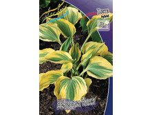 Hosta Ivory Coast 278,7 �. �� 2 ��.jpg