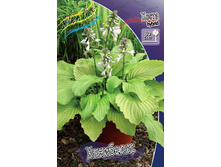 Hosta Honeybells 164,5�. �� 5 ��.jpg