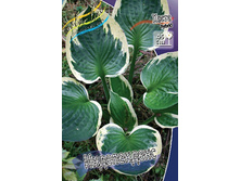 Hosta Independence 357,6�. �� 3 ��.jpg