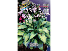 Hosta June 278,7 �. �� 2 ��.jpg