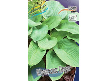 Hosta Jurassic Park 254,4 �. �� 2 ��.jpg