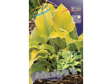 Hosta Lakeside Cha Cha 224�. �� 5 ��.jpg