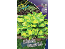 Hosta Lakeside Banana Bay 278,7 �. �� 2 ��.jpg