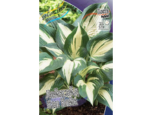 Hosta Lakeside Cupcake 254,4 �. �� 2 ��.jpg