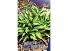 Hosta Lakeside Litte Tuft 278,7 �. �� 2 ��.jpg