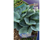Hosta Love Pat 193,7 �. �� 2 ��.jpg