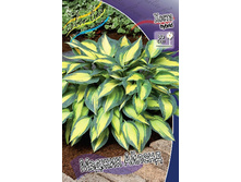 Hosta Magic Island 436,5�. �� 2 ��.jpg