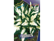 Hosta Loyalist 278,7 �. �� 2 ��.jpg