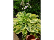 Hosta Mama Mia 211,9 �. �� 3 ��.jpg