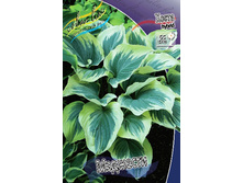 Hosta Majesty 278,7 �. �� 2 ��.jpg