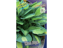 Hosta Mata Hari 278,7 �. �� 2 ��.jpg