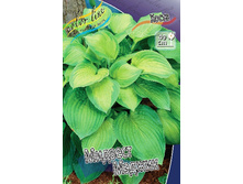 Hosta Midwest Magic 164,5 �. �� 3��.jpg