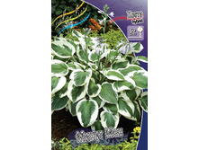 Hosta Minute Man 211,9 �. �� 3 ��.jpg