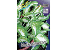 Hosta Mediovariegata 181,5 �. �� 5 ��.jpg
