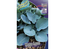 Hosta Moody Blues 254,4 �. �� 2 ��.jpg