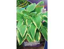 Hosta Moerheim 151,2�. �� 5 ��.jpg