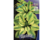 Hosta Moon Split 351,5 �. �� 2 ��.jpg