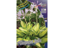 Hosta Morning Light 278,7 �. �� 2 ��.jpg