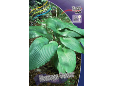 Hosta Niagara Falls 254,4 �. �� 2 ��.jpg