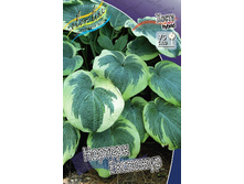 Hosta Northern Exposure 193,7 �. �� 2 ��.jpg