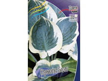 Hosta Orion's Belt 278,7 �. �� 2 ��.jpg