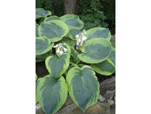 Hosta Olive Bailey Langdon 284,7 �. �� 3 ��.jpg
