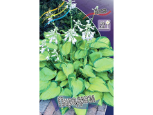 Hosta Paradigm 242,2�. �� 2 ��.jpg