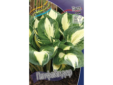 Hosta Pathfinder 242,2 �. �� 2 ��.jpg