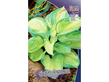 Hosta Photo Finish 254,4 �. �� 2 ��.jpg