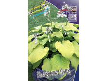 Hosta Piedmont Gold 211,9 �. �� 3 ��.jpg