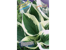 Hosta Patriot 211,9 �. �� 3 ��.jpg