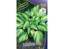 Hosta Rainbow's End 278,7 �. �� 2 ��.jpg