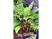 Hosta Red October 211,9 �. �� 3 ��.jpg