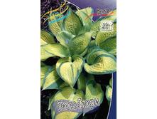 Hosta Pauls Glory 241 �. �� 3 ��.jpg