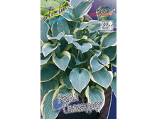 Hosta Regal Splendor 248,3 �. �� 3 ��.jpg