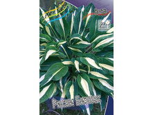 Hosta Risky Business 266,5�. �� 2 ��.jpg