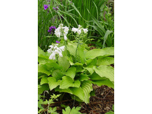 Hosta Royal Standard 163,3�. �� 5 ��.jpg