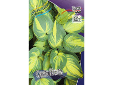 Hosta Saint Paul 278,7 �. �� 2 ��.jpg