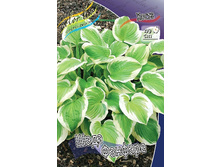 Hosta Shade Fanfare 224 �. �� 5 ��.jpg